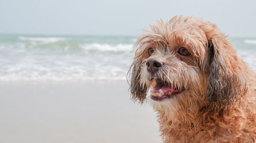 A dog by the beach