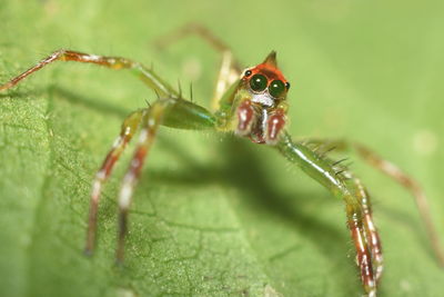 Close-up of spider on leaf