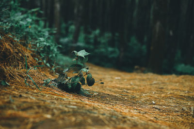 Close-up of crab on field in forest