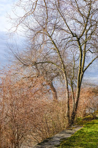 View of bare trees against sky