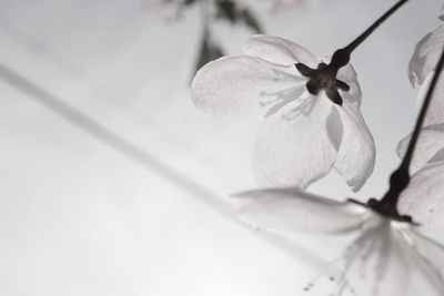 Low angle view of flower tree against sky