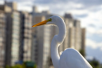 Close-up of bird against blurred background