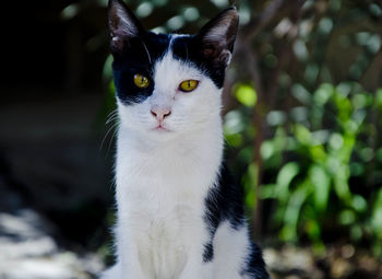 Close-up portrait of a cat