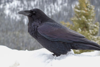 Close-up of bird perching on snow