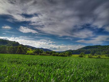 Scenic view of agricultural field against sky