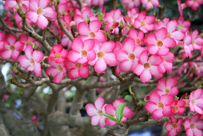 Close-up of pink flowering plants