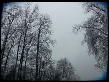 Low angle view of bare trees