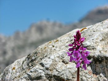 Close-up of purple flowers blooming against rock formation