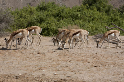 Gazelles grazing on field