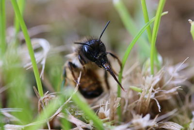 Close-up of bee pollinating flower