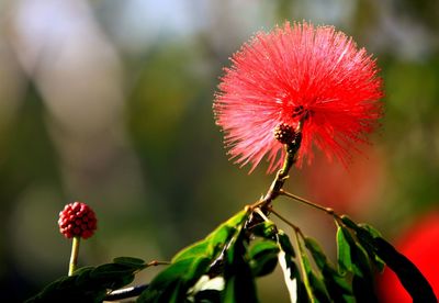 Close-up of red flower blooming outdoors