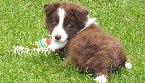 Portrait of puppy on field