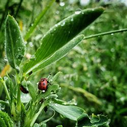 Close-up of ladybug on leaf