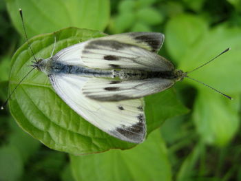 Close-up of butterflies mating on plant