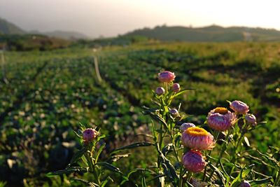 Close-up of flowers growing in field