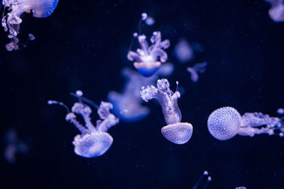 Jellyfish swimming in sea