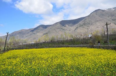 Scenic view of oilseed rape field against sky