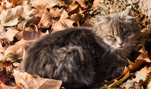 Cat lying on leaves during autumn