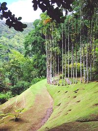 Scenic view of forest