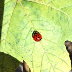 Close-up of ladybug on leaf