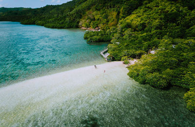 High angle view of sea and trees in forest