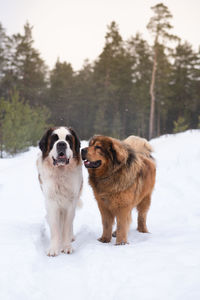 Saint bernard and tibetan mastiff dogs in winter day
