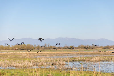 Flock of birds on landscape against clear sky