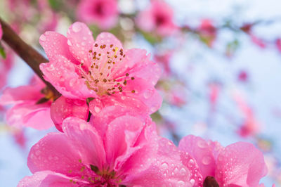 Close-up of pink cherry blossom