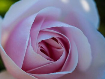 Close-up of pink rose