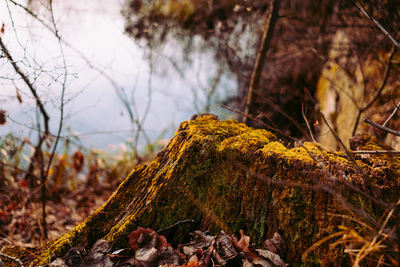 Close-up of moss growing on tree in forest