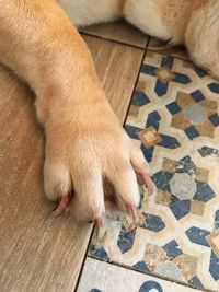 High angle view of dog relaxing on floor