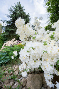 Close-up of white flowering tree against sky