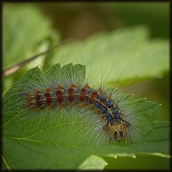 Close-up of caterpillar on leaf