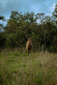 Horse standing in a field