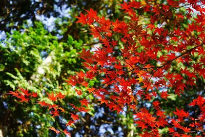 Low angle view of red maple leaves on tree