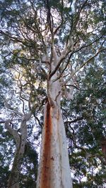 Low angle view of trees against sky