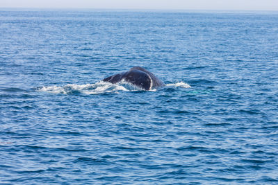 View of whale swimming in sea