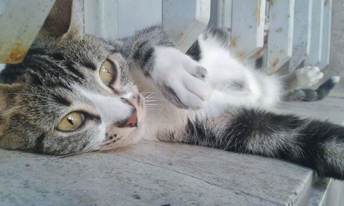 Portrait of cat lying down