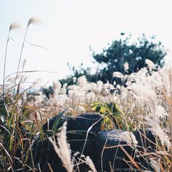 Close-up of fresh plants on field against clear sky