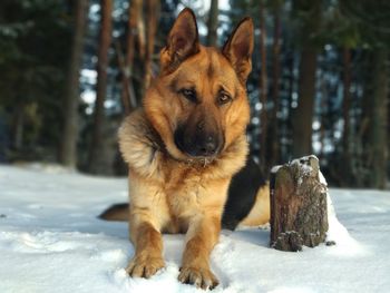 Portrait of dog in snow