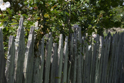 Close-up of wooden fence against trees