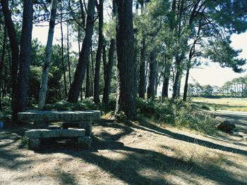 Trees in forest