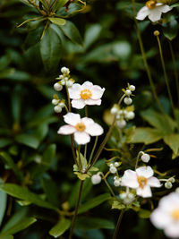 Close-up of white flowering plant