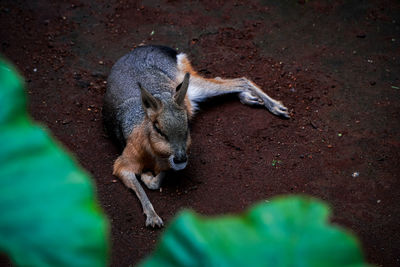 High angle view of patagonian mara.