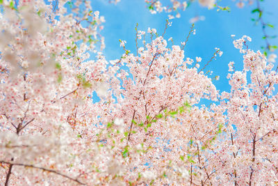 Close-up of fresh flower tree against blue sky