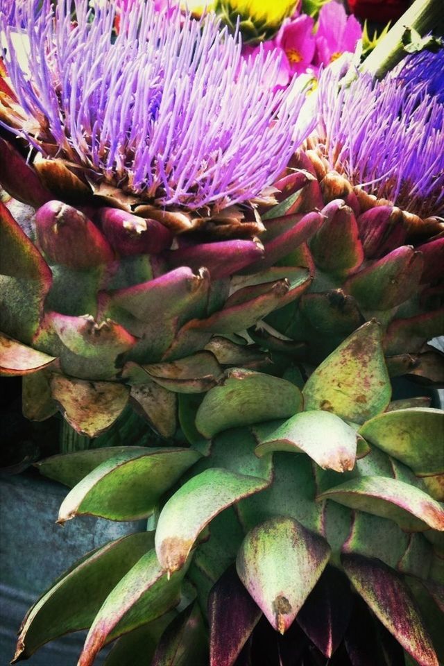 purple, growth, flower, full frame, freshness, plant, close-up, fragility, backgrounds, beauty in nature, nature, natural pattern, leaf, petal, flower head, outdoors, pink color, no people, succulent plant, day