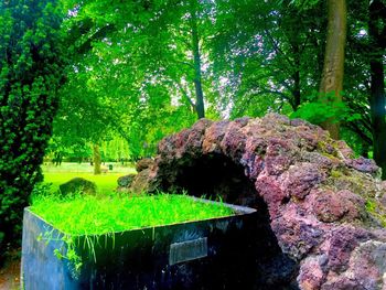 Plants and trees in forest