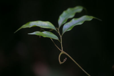 Close-up of plant growing against black background