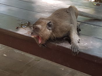 High angle view of an animal in zoo