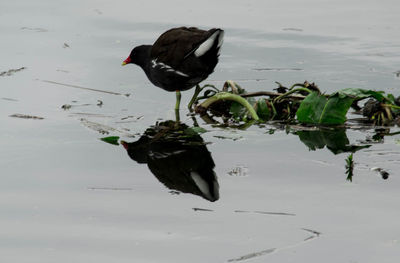 Bird on lake